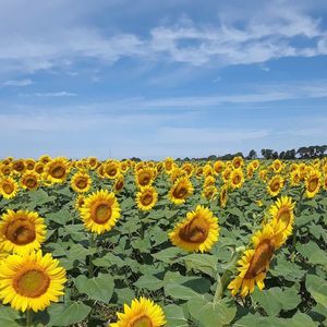 Meet your Posher, Rosa